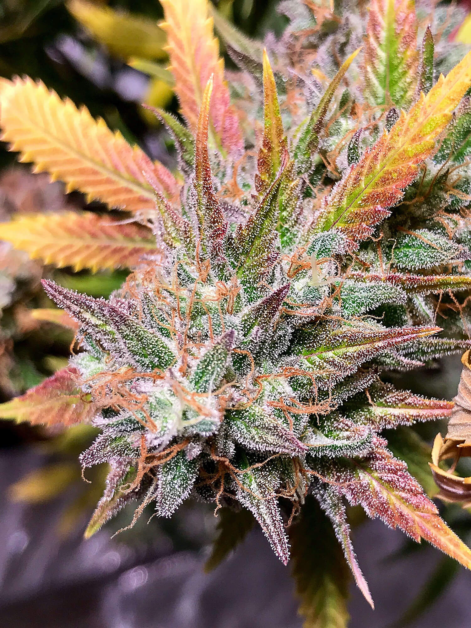 A cannabis leaf plant. Photo credit: Kevin Hupfer on Unsplash