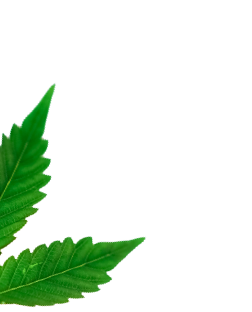 Cannabis Leaf