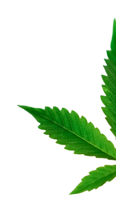 cannabis leaf